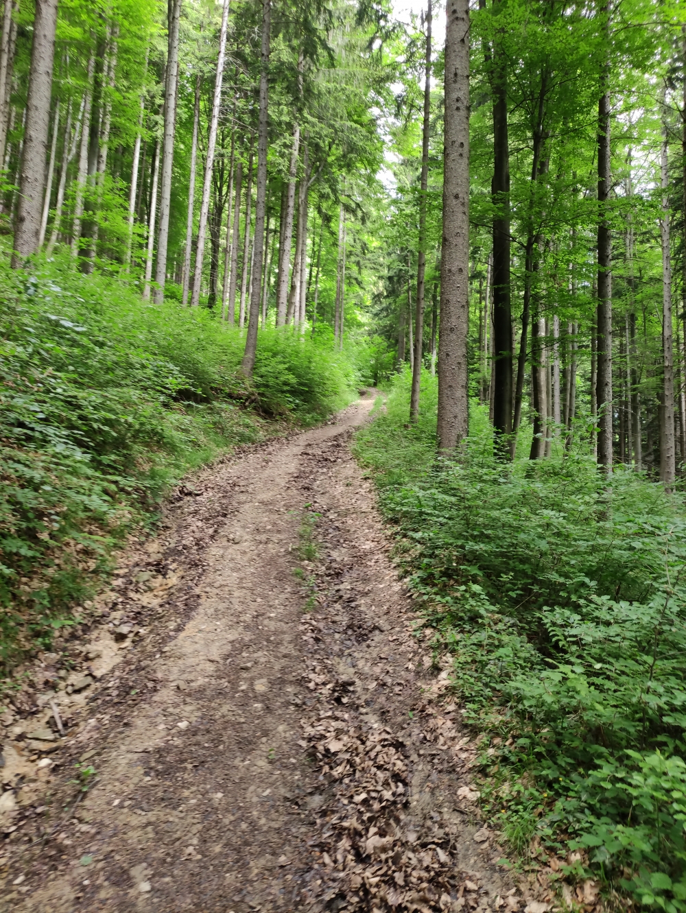 Wanderung Sulzberg: Forststraßen-Serpentinen im unteren Teil