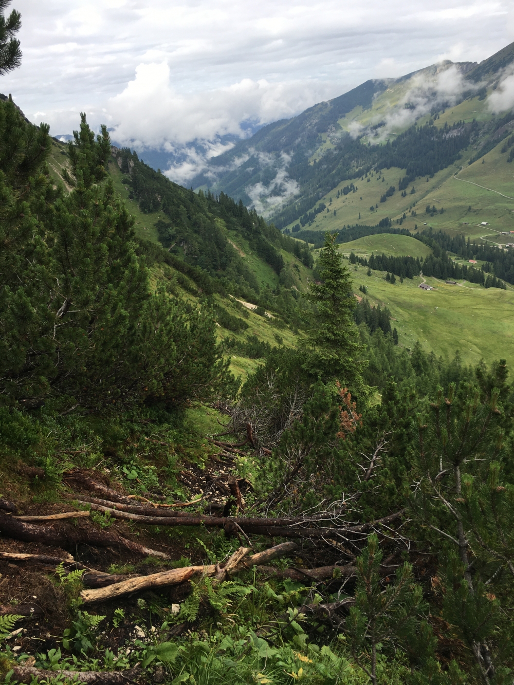 Wanderung Veitsbergkamm: Durch die Latschengasse