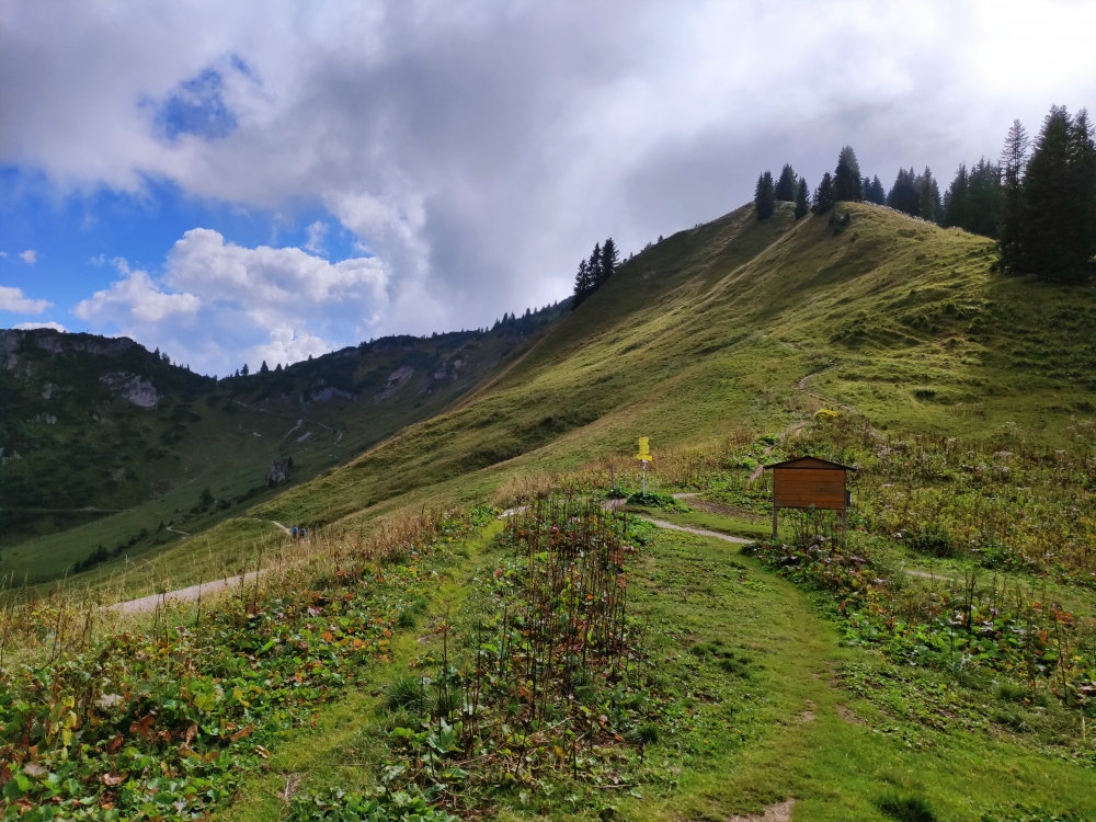 Wanderung Gaichtspitze bis Schneidspitze: Wanderung Gaichtspitze bis Schneidspitze: Links der breite weg zur Höfener Alm (tief) und der Weg über den Sattel beim Albengipfel zur Bergstation, rechts der Pfad auf den Hahnenkamm (Tiefjoch)