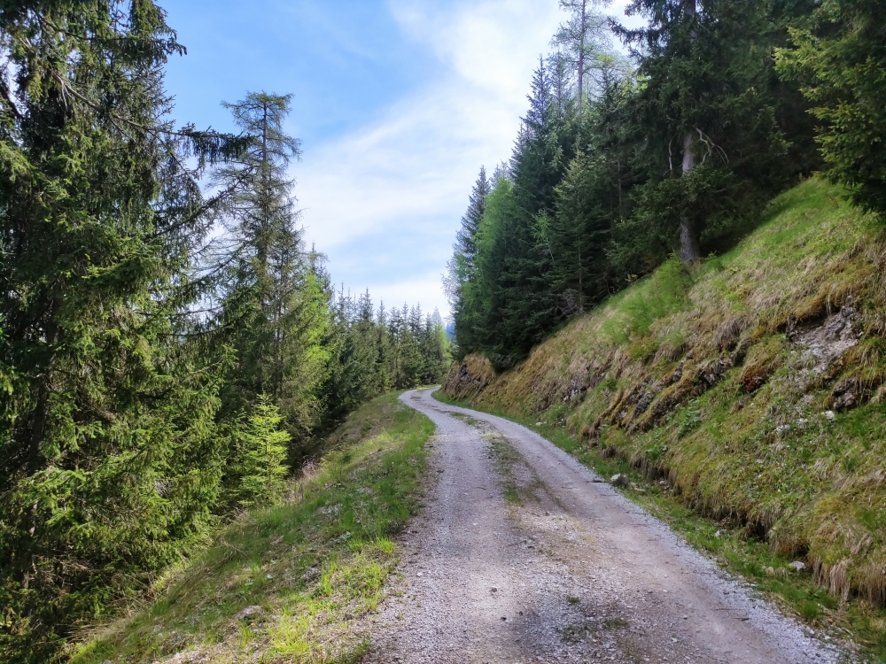 Wanderung Trainsjoch über Saurüssel: Forststraße