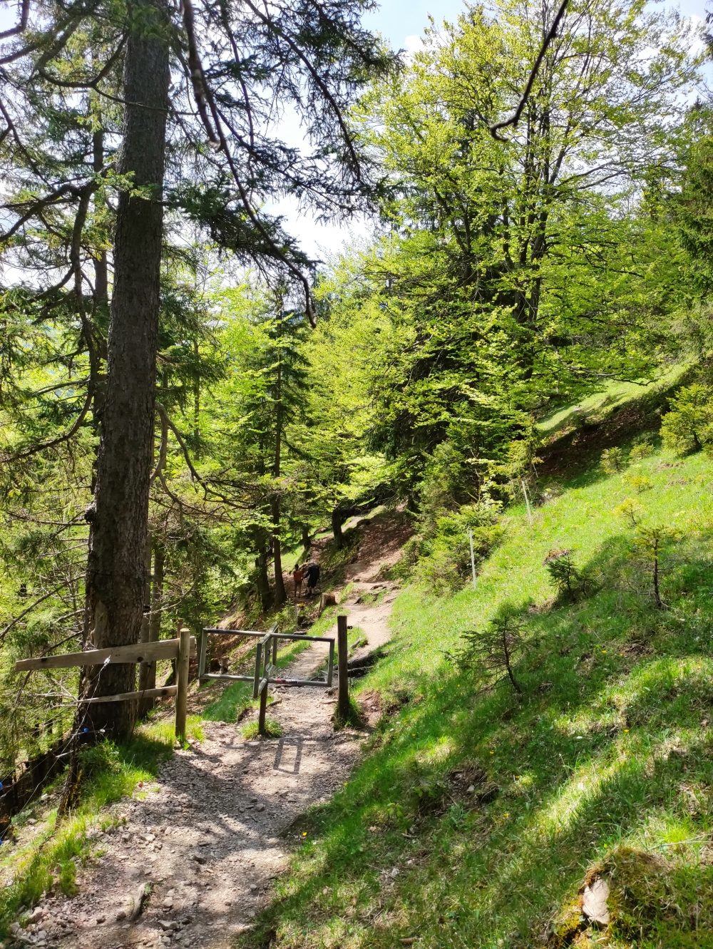 Wanderung Mariandlalm: Wanderung Mariandlalm: Steig als Alternative zur Forststraße
