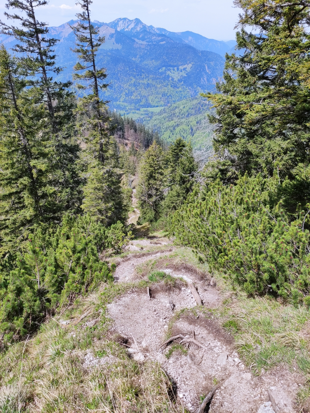 Wanderung Trainsjoch über Saurüssel: Schmal aber dank der Latschen links und rechts nie ausgesetzt