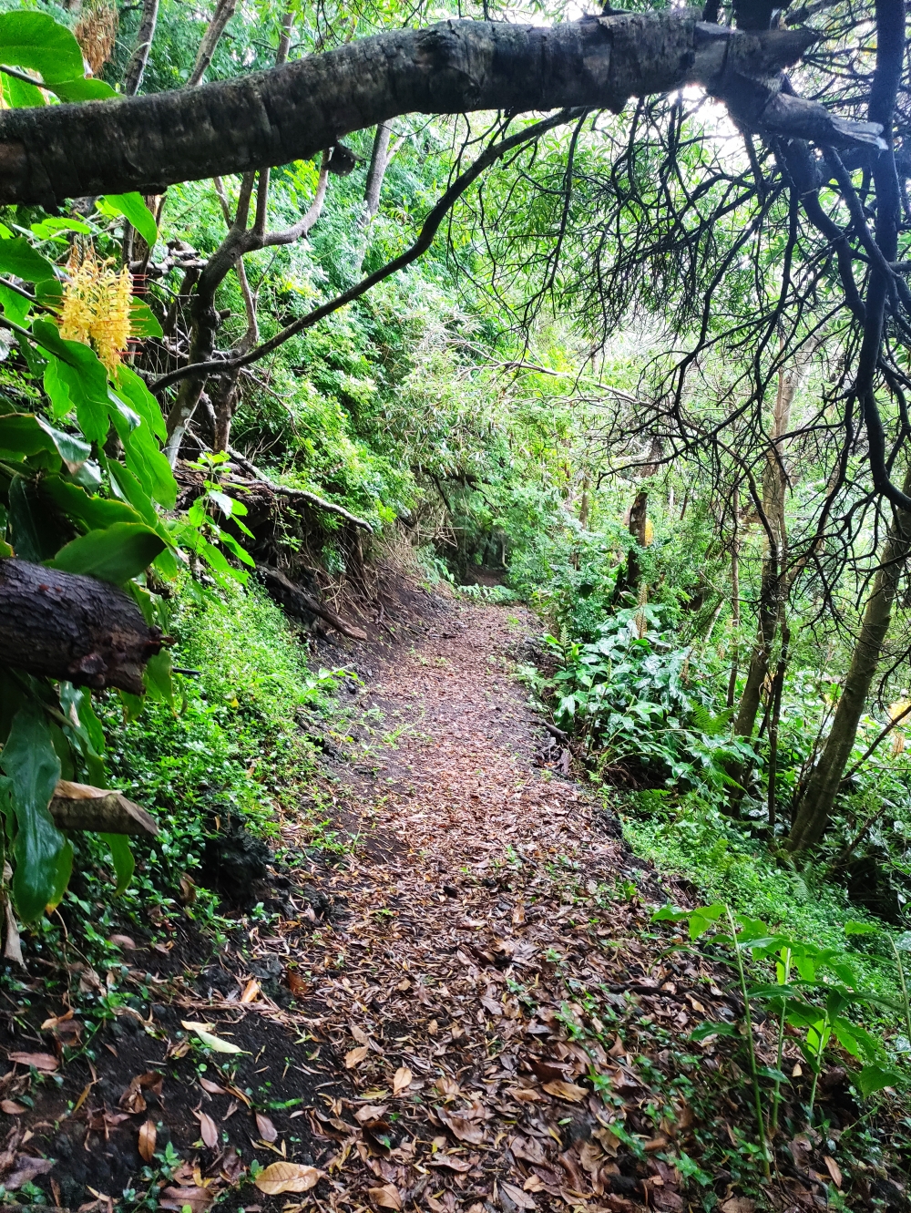 Wanderung Trilho das Fontes: Selten begangen