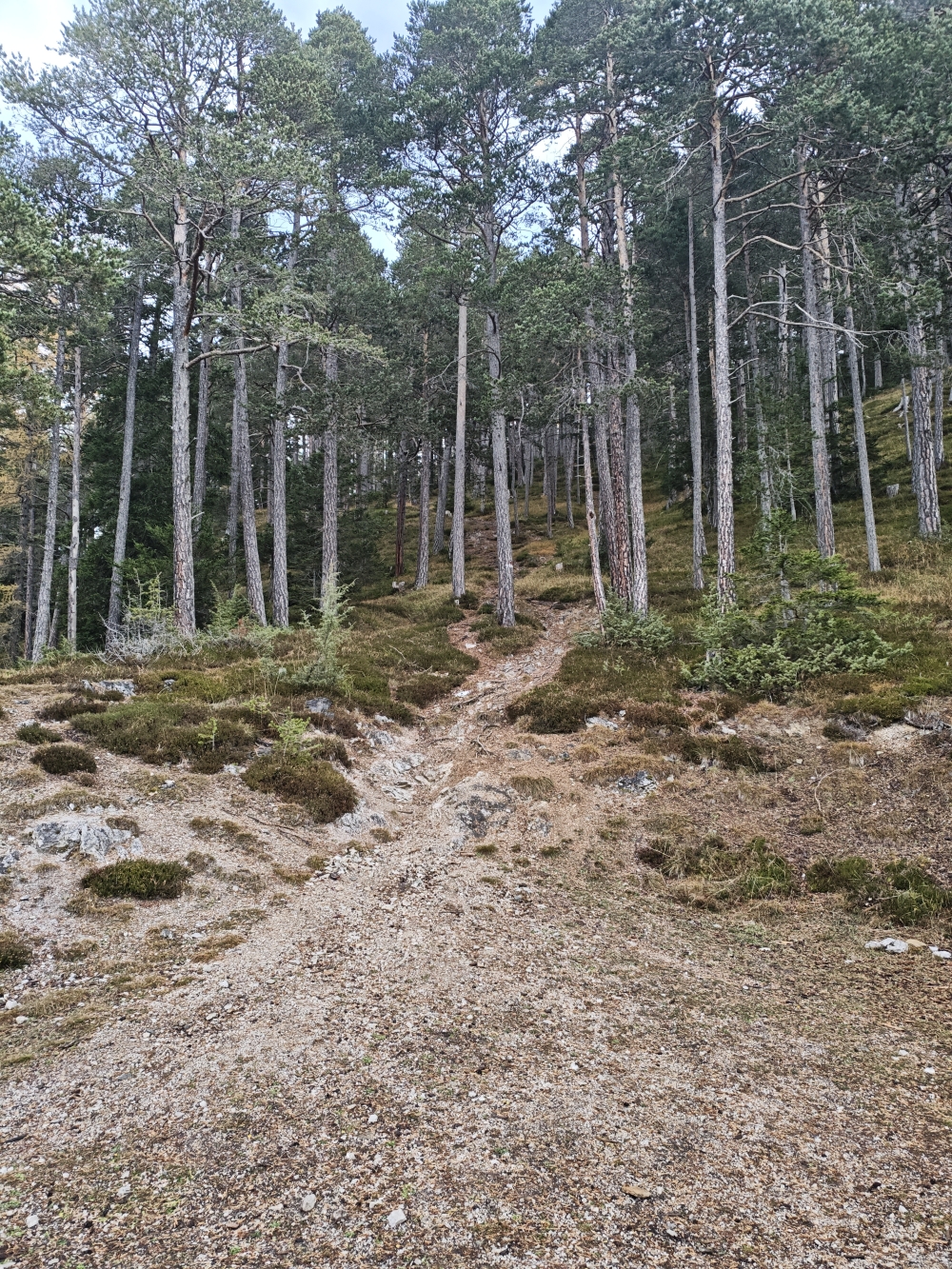 Wanderung Tschirgant: Beginn des Westgrat-Steiges am Ende der Forststraße 