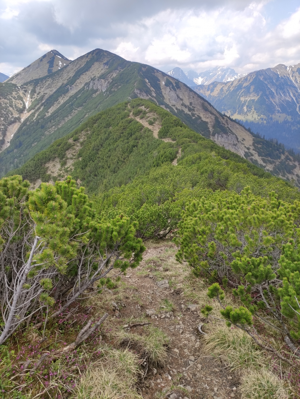 Bike & Hike Vorderer Felderkopf: Weiter durch Latschen