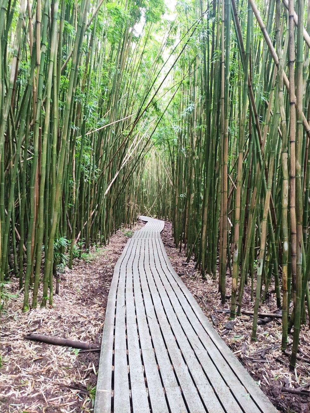Wanderung Waimoku Falls: Durch den Bamboo Forest