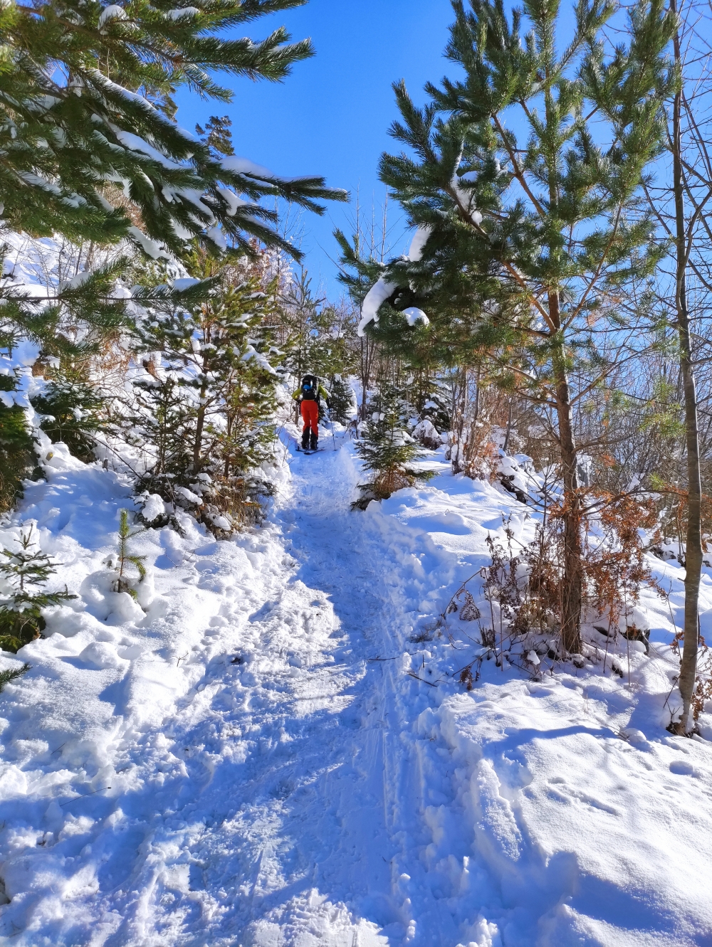 Wank Rodeln: Winterlicher Aufstieg