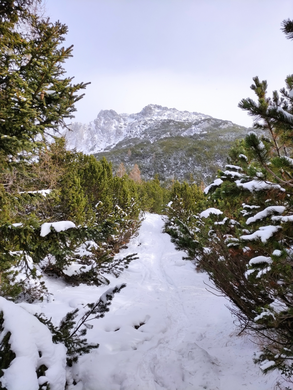 Wanderung Wannig Nassereith: Wanderung Wannig Nassereith: Durch die Latschen zum Wannig