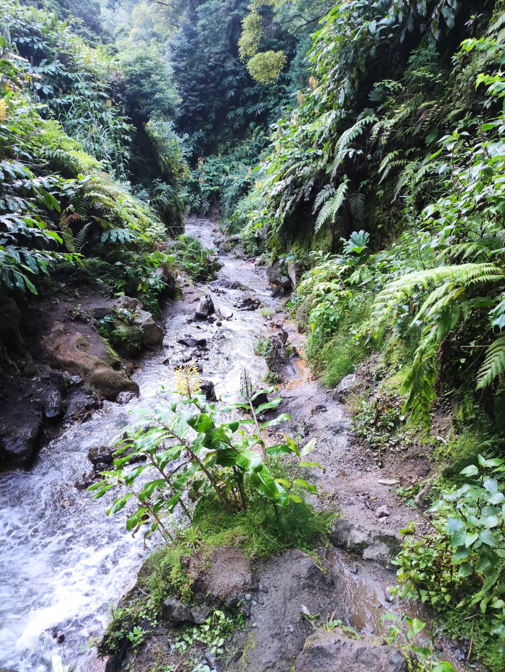Wanderung Wasserfall Ribeira Quente: Irgendwie rechts und links des Baches entlang