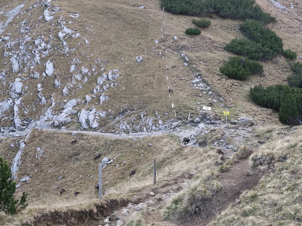 Wanderung Hahnkampl: Wanderung Hahnkampl: Im Joch (Westliches Lamsenjoch)