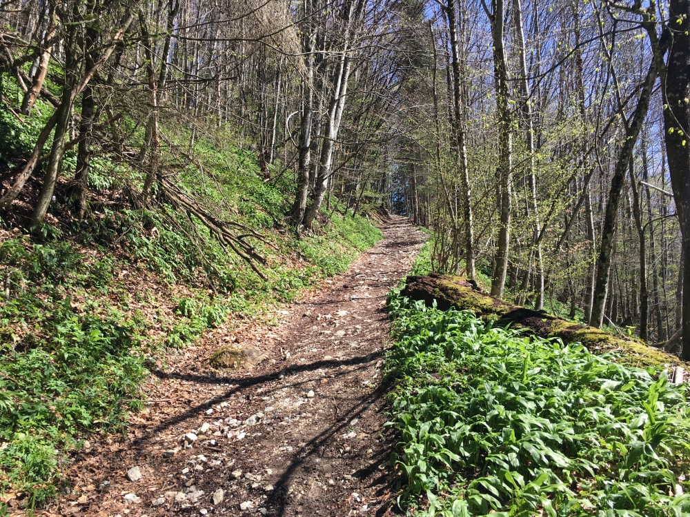 Wanderung Zellerwand: Aufstieg zur Hofalm