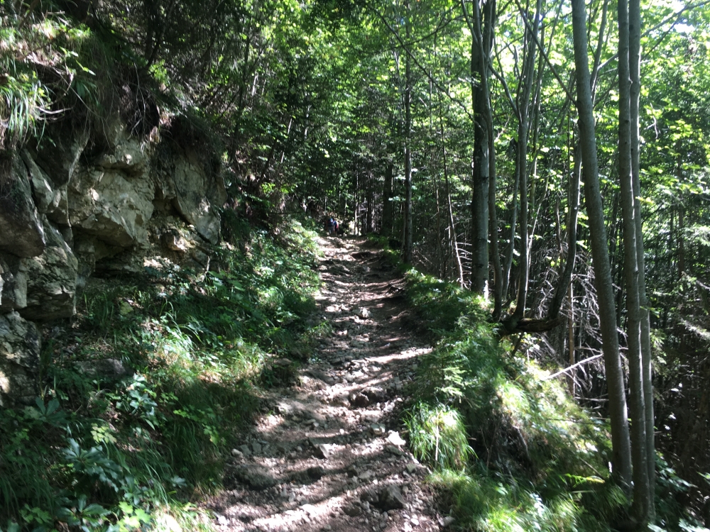Wanderung Zettenkaiser: Aufstieg zunächst durch den Wald