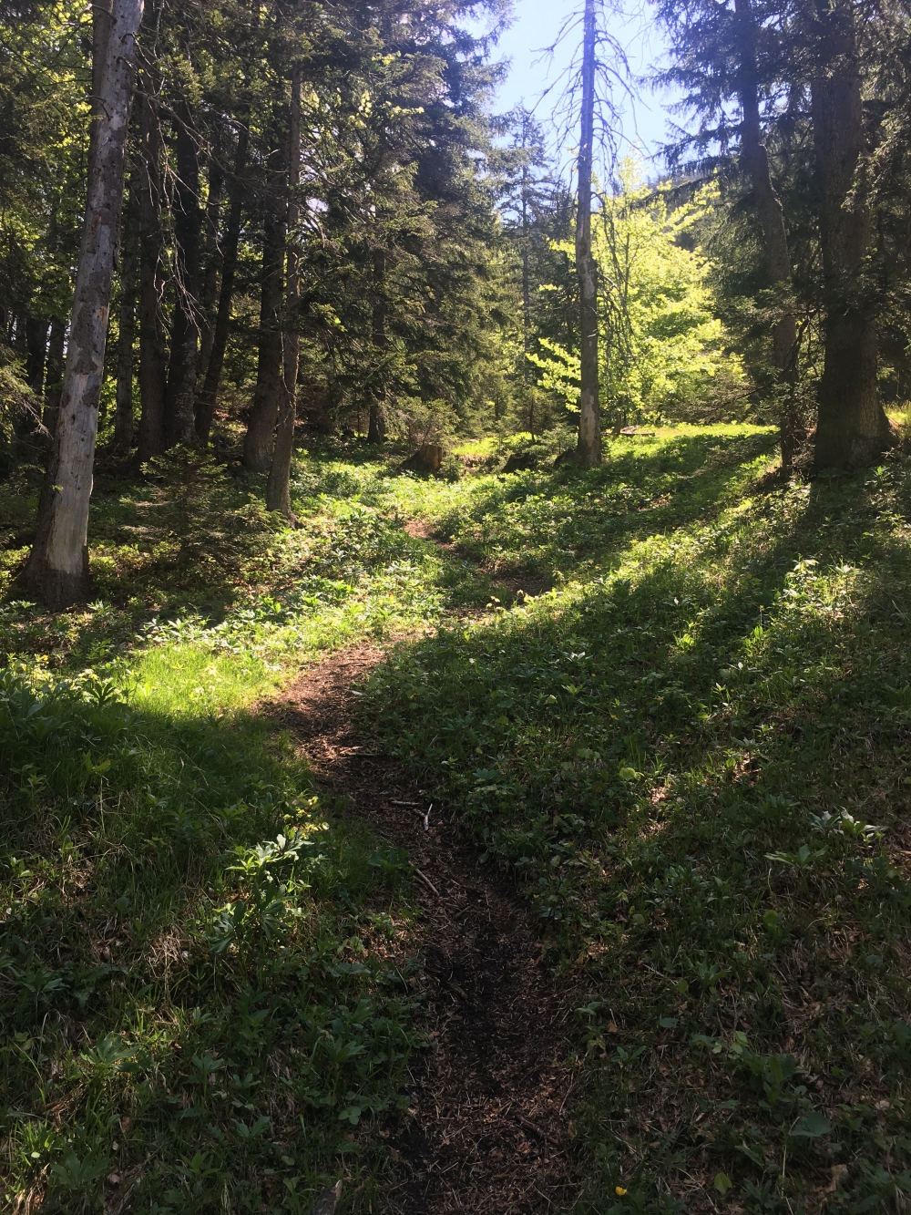 Wanderung Zettenkaiserkopf: Ein klar erkennbares Weglein