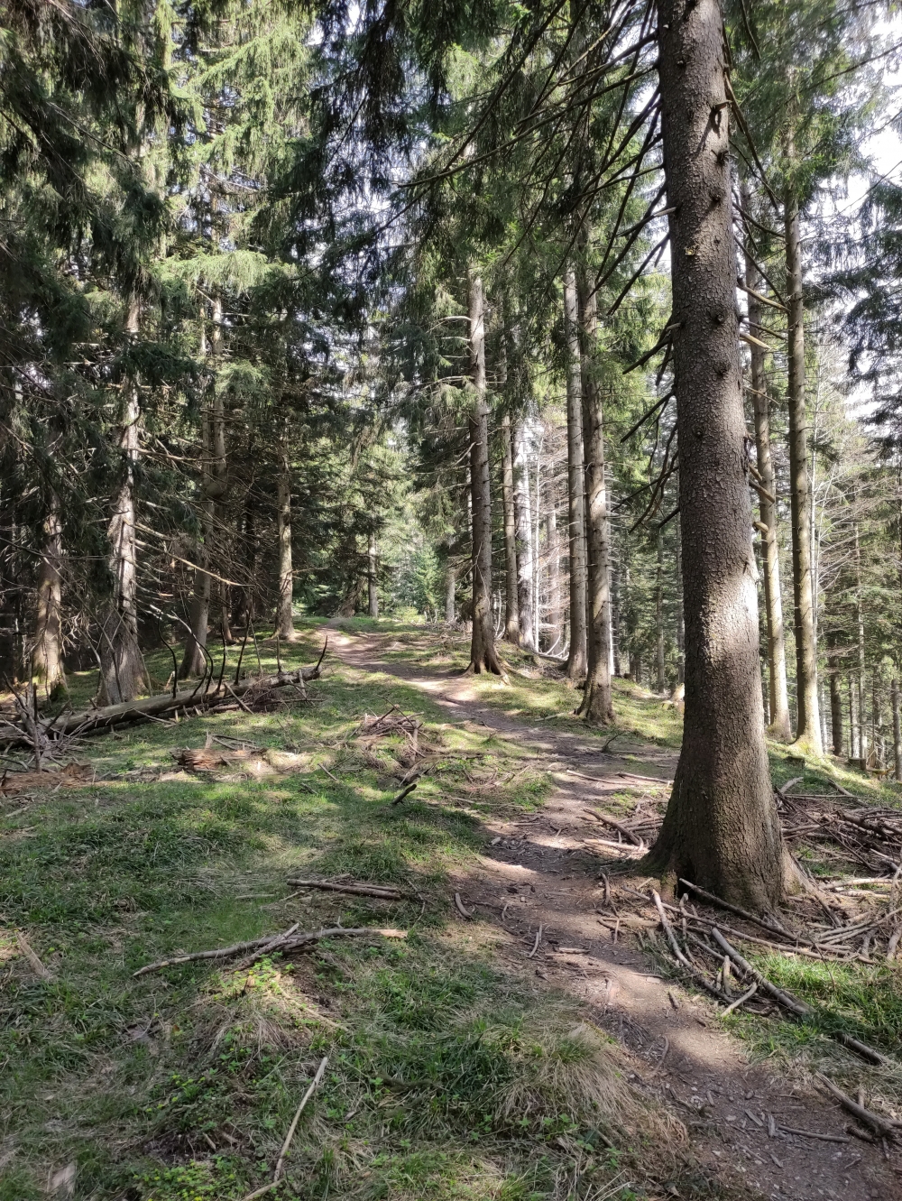 Stallauer Kopf -> Angerlkopf: Über den Bergrücken 